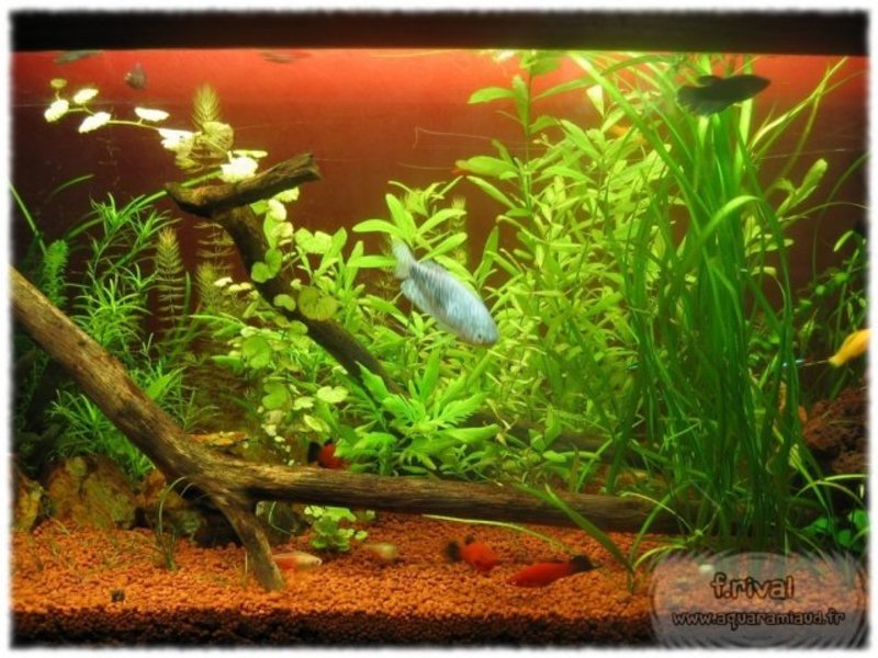 Quel substrat pour mon aquarium? —