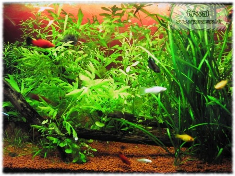 Pourquoi donner de l'engrais aux plantes d'aquarium ?