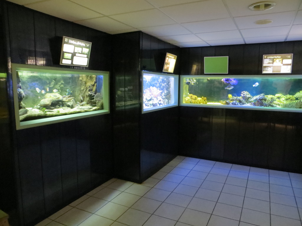 Aquarium Club Association de St Chamond - L'Aquramiaud - Aqua42