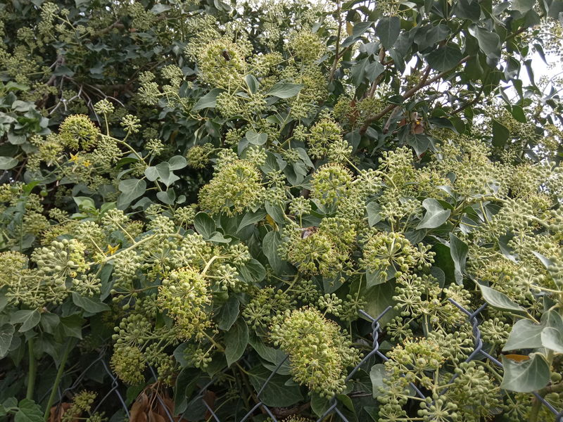 date de floraison de plantes mellifères: lierre