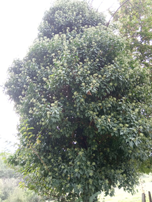 floraison de plantes mellifères: lierre