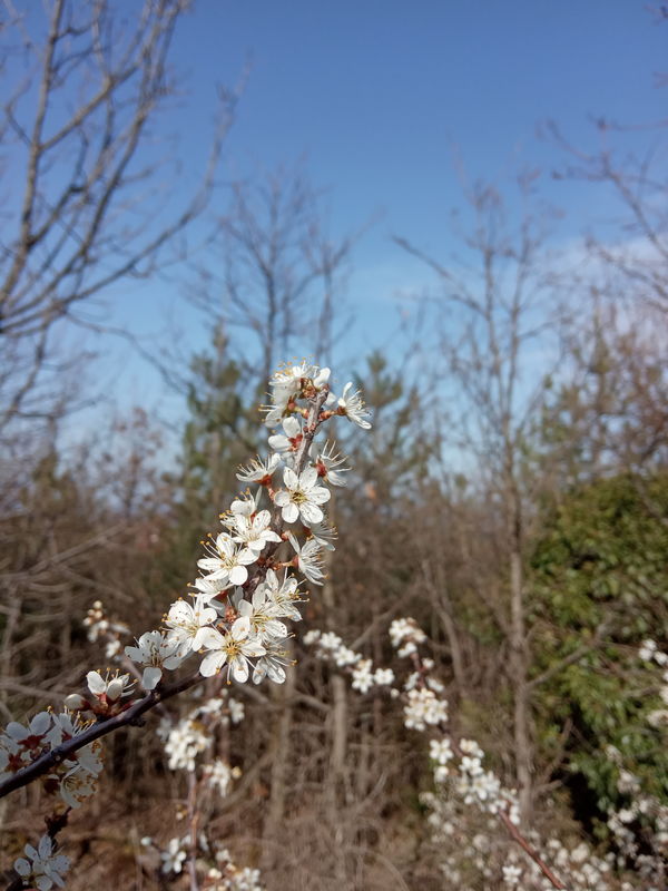 date de floraison de plantes mellifères: prunelier