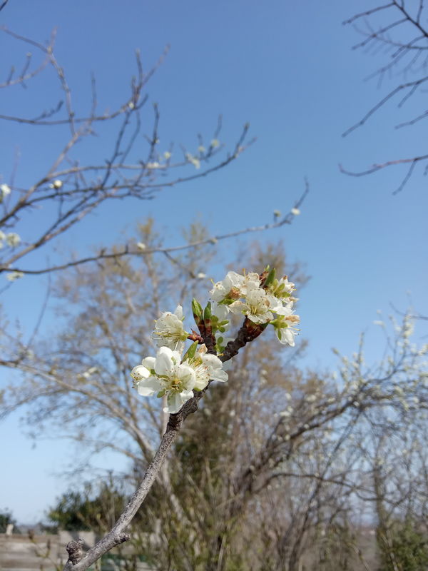 date de floraison de plantes mellifères: prunier