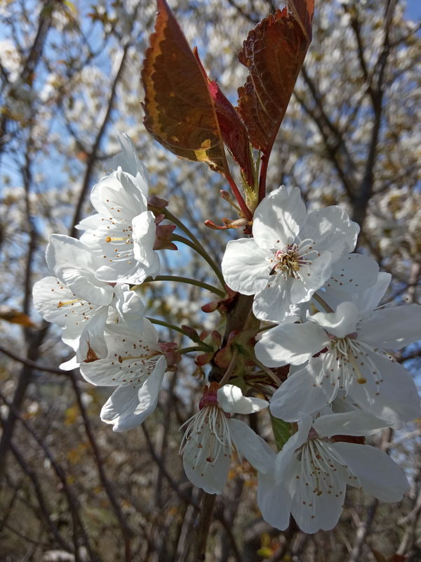 date de floraison de plantes mellifères: merisier