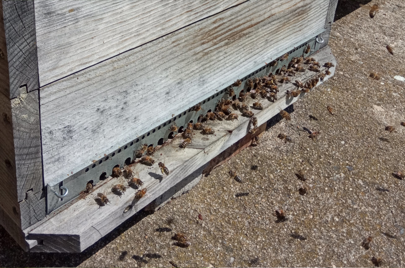 Planche d'envol d'une ruche au moment de la miellée: Mettre une ruche dans son jardin