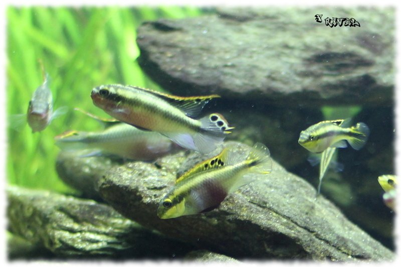 Pelvicachromis pulcher (couple)