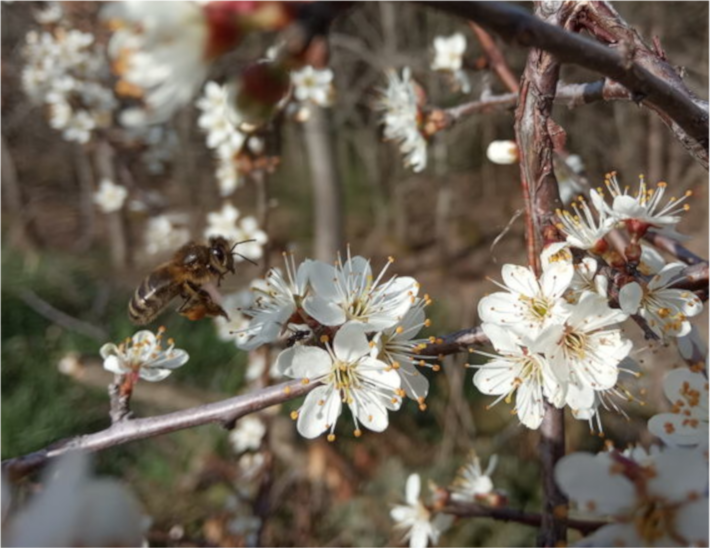 floraison de plantes melifères (abeilles)