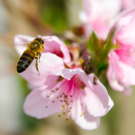 Blog et Astuces en apiculture